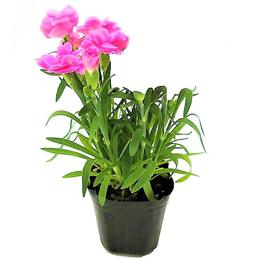 Dianthus Caryophyllus, Carnation (small)