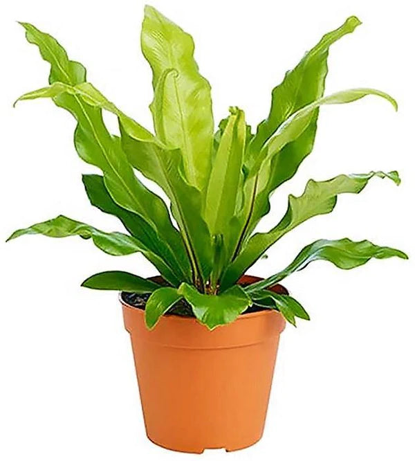 Bird’s Nest Fern, Asplenium Nidus