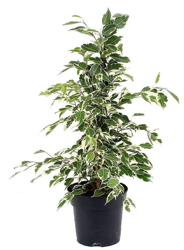 Ficus Benjamina, Twilight