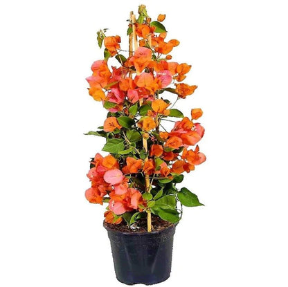 Bougainvillea Spectabilis Orange