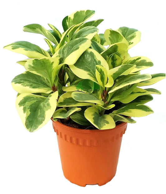 Peperomia marble, Variegated Peperomia