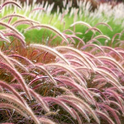 Pennisetum Rubrum, Purple Fountain Grass, African Fountain Grass, Tender Fountain Grass