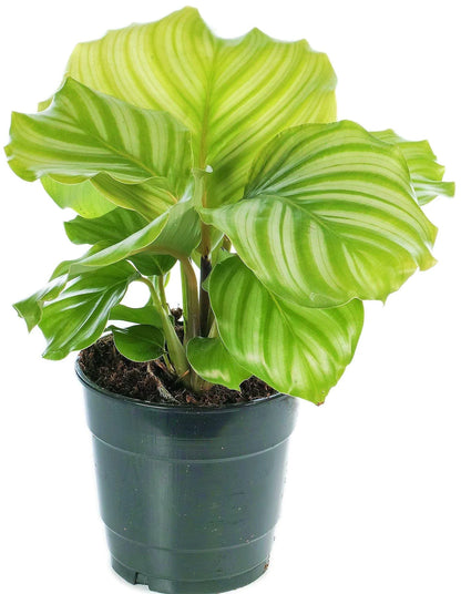 Calathea Orbifolia