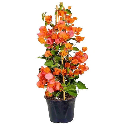 Bougainvillea Spectabilis