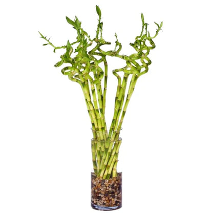 Lucky Bamboo, Dracaena Sanderiana