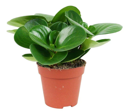 Baby Rubber, Pepper face, Peperomia Obtusifolia