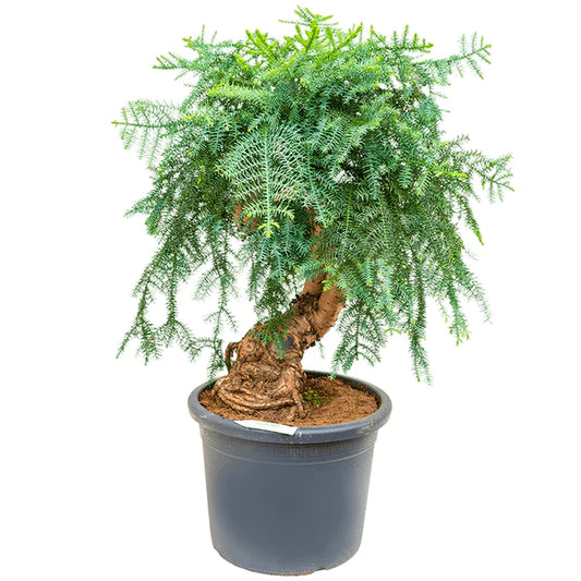 Araucaria Bonsai Decor