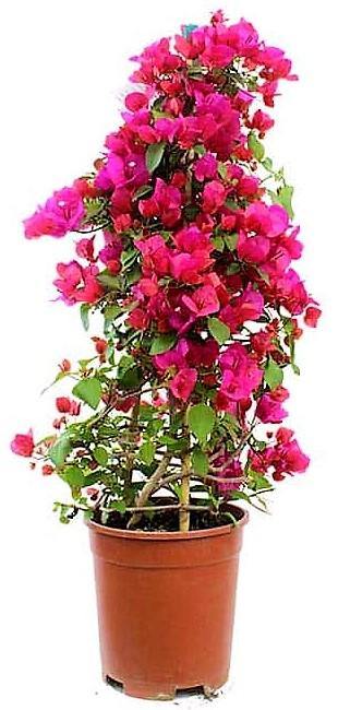 Bougainvillea Rainbow GOLD