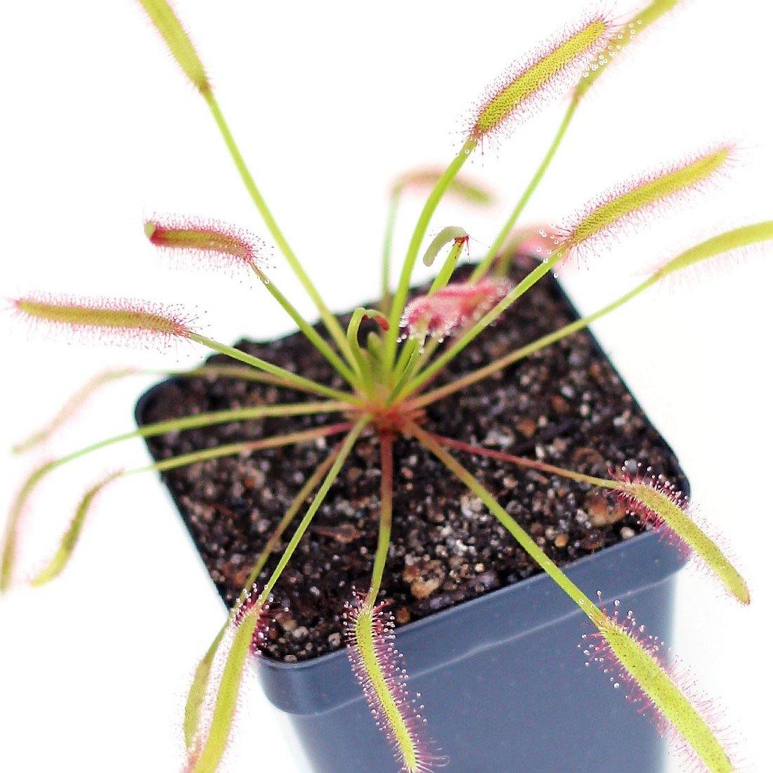 Drosera capensis or Cape Sundew