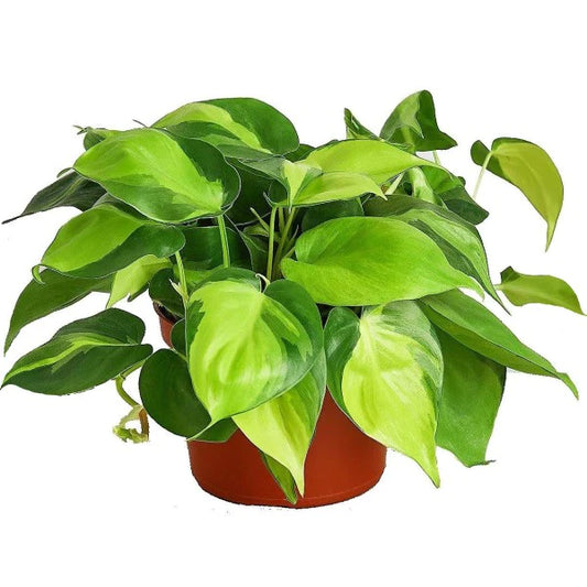 Philodendron Brasil, Heartleaf Philodendron