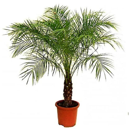 Phoenix Roebelenii, Miniature Date Palm, Dwarf Pygmy Date palm