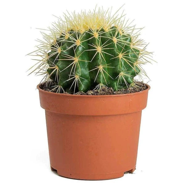 Ball Cactus, Barrel