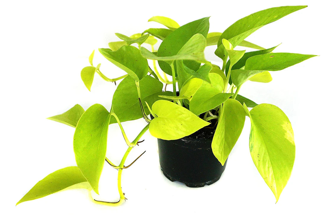 Neon Pothos