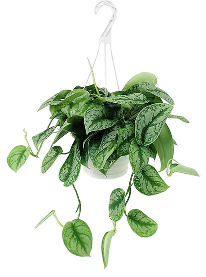 Satin Pothos Hanging