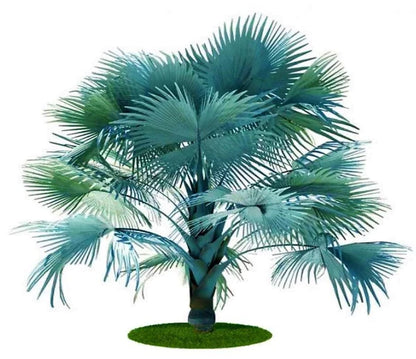 Bismark Palm, Bismarckia Nobilis