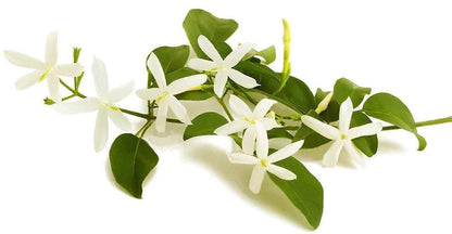 Jasminum Grandiflora, Grandiflorum, Jasmine Climber