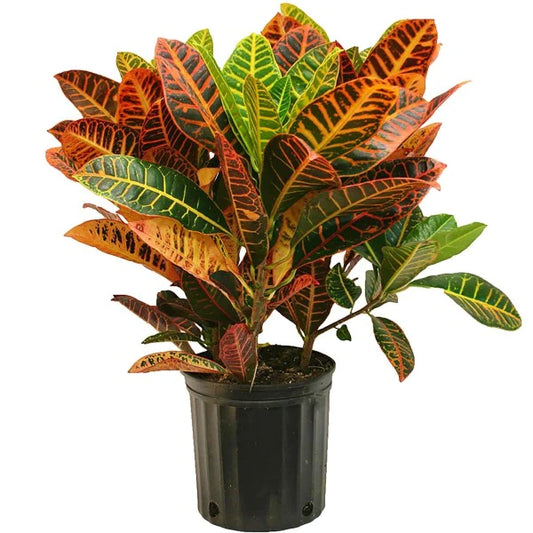 Codiaeum Variegatum , Croton (Indoor)