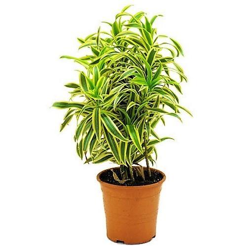 Dracaena Reflexa, Song of India, Pleomele