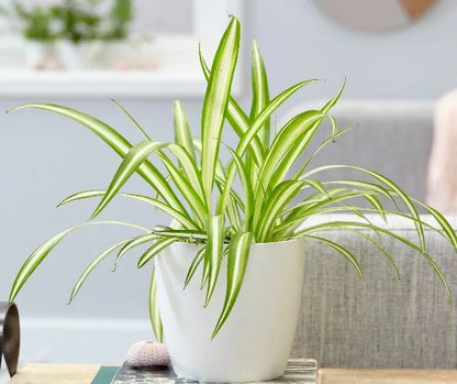 Spider Plant, Chlorophytum comosum, Variegatum