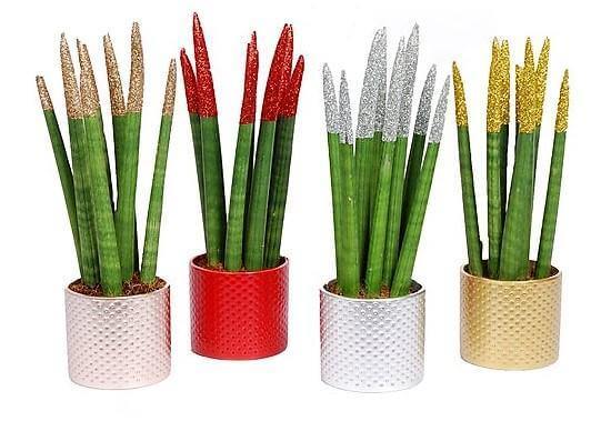 African spear , Sansevieria Cylindrica