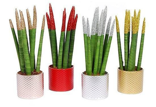 African spear , Sansevieria Cylindrica