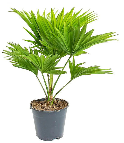 Livistona Palm, Footstool Palm, Table Palm, Fan Palm