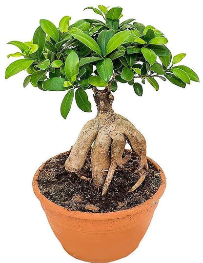 Ficus Ginseng Bonsai