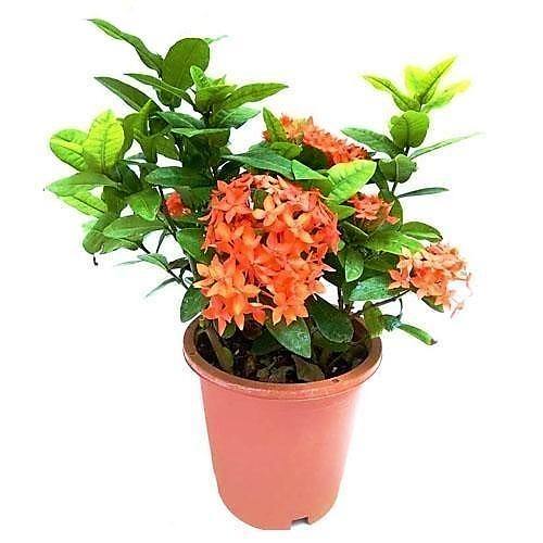 Ixora Different colours