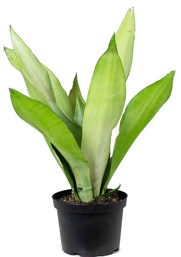 Snake Plant MoonShine, Sansevieria trifasciata