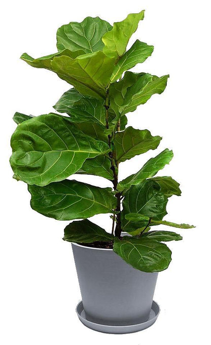 Ficus Lyrata, Fiddle Leaf Fig