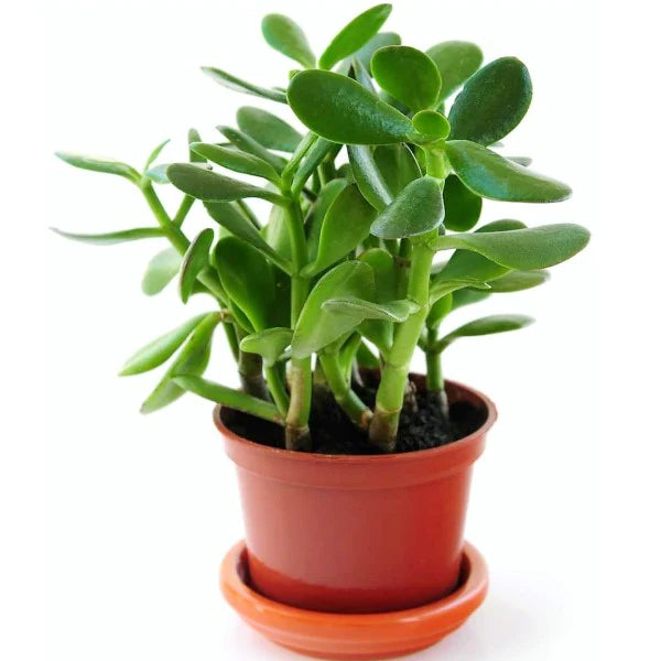 Money Tree, Crassula ovata, Dollar Plant, Jade Plant, Jade Tree