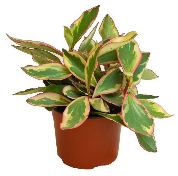 Peperomia Ginny or Tricolor Peperomia