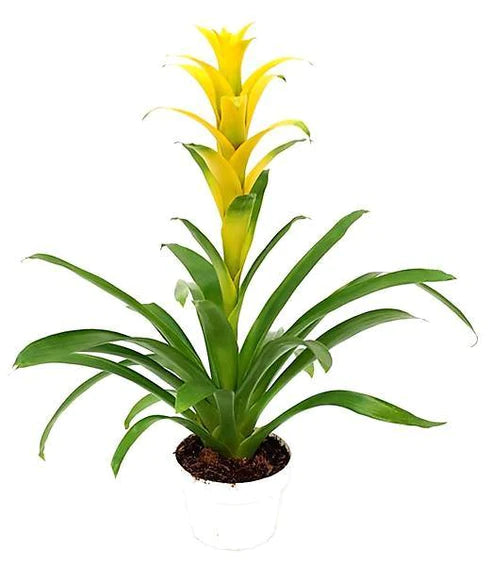 Guzmania Red Yellow Orange Plants, Scarlet Star