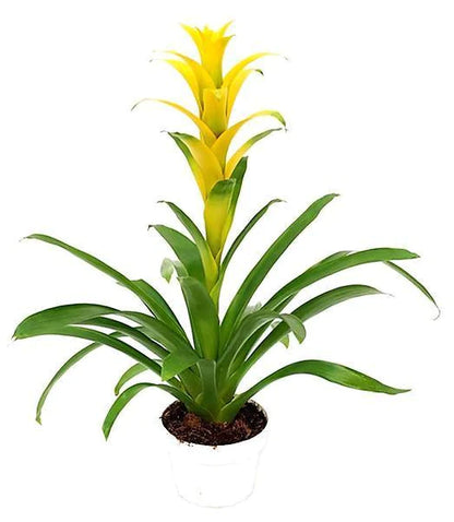 Guzmania Red Yellow Orange Plants, Scarlet Star