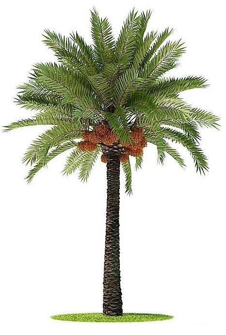 Date Palm, Phoenix Dactylifera