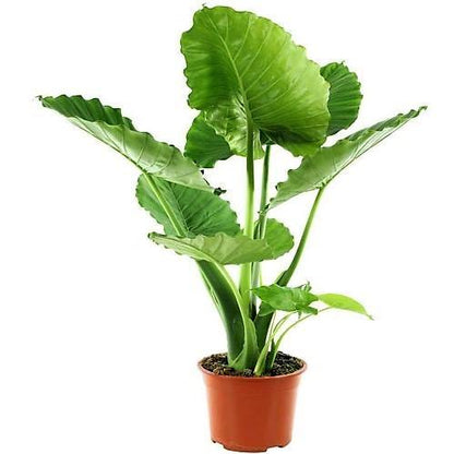 Alocasia Gageana, Elephant Ear, Alocasia California