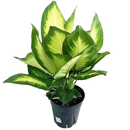 Dieffenbachia, Camilla ,Camellia ,Dumb Cane Plant