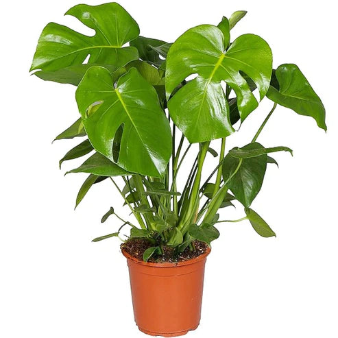 Swiss Cheese Plant, Monstera Deliciosa , The Hurricane