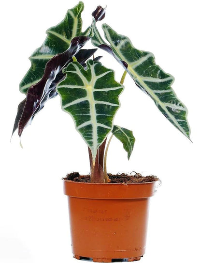 Alocasia Polly ,Elephant Ear, African Shield