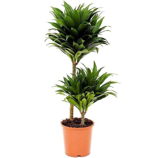 Dracaena Fragrans, Compacta