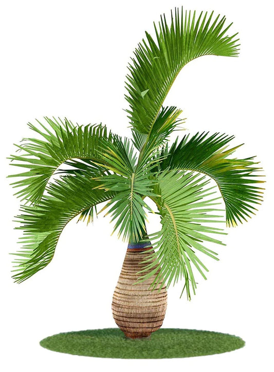 Bottle Palm, Hyophorbe Lagenicaulis