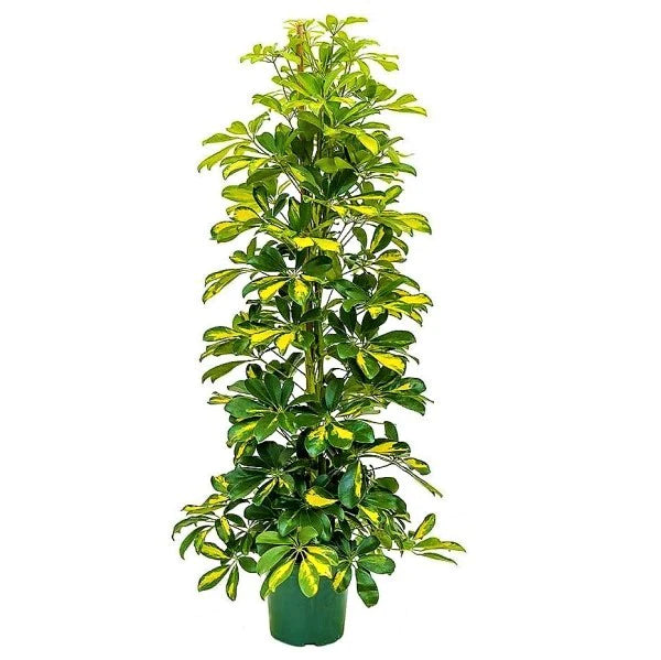 Schefflera Arboricola, Gold Capella, Dwarf Umbrella Tree