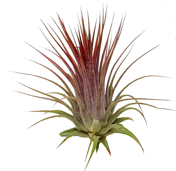 Tillandsia Lonantha Red Clumb