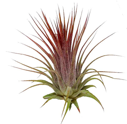 Tillandsia Lonantha Red Clumb