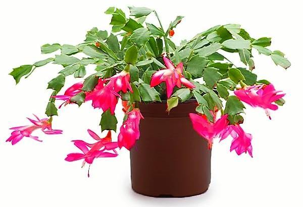 Christmas Cactus