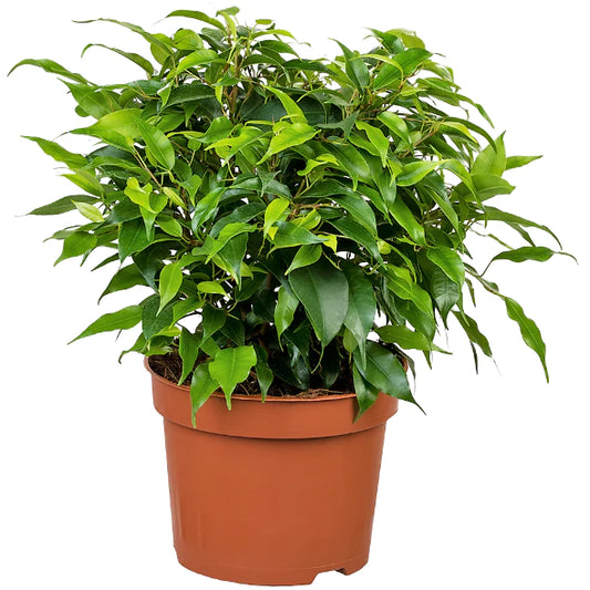 Ficus Benjamina, Kinky