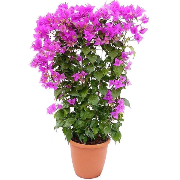 Bougainvillea Alexandra , Purple Paper Flower