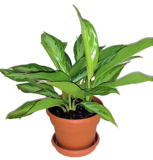 Aglaonema “Silver Queen” Chinese Evergreen Plant