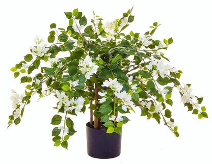 Bougainvillea Glabra White