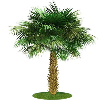 Sabal Palm, Sabal palmetto, Cabbage Palmetto, Carolina Palmetto